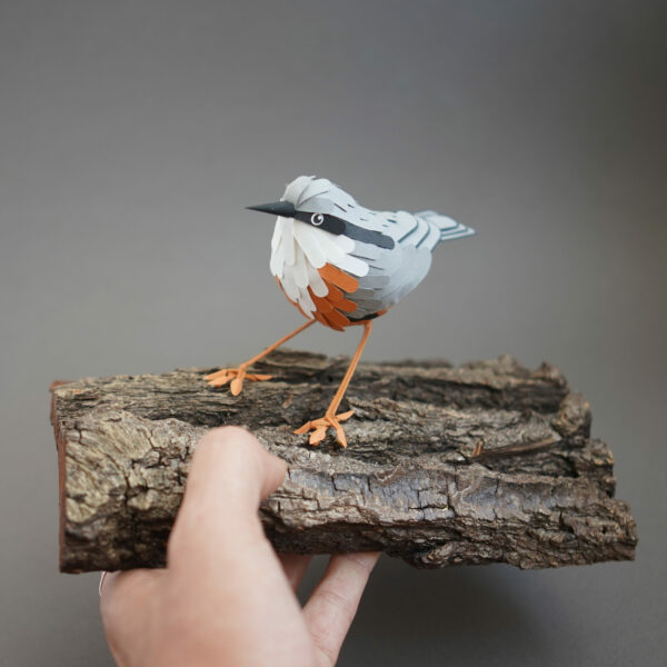 sittelle torchepot – Image 4
