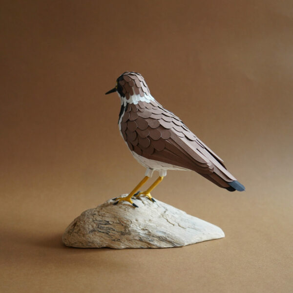 petit gravelot – Image 3