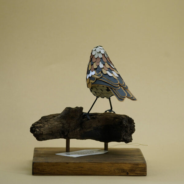 moineau domestique – Image 2