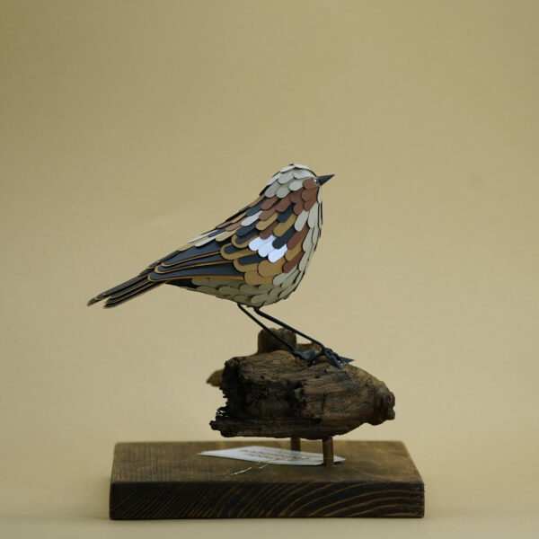 moineau domestique – Image 3