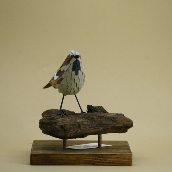 moineau domestique – Image 4